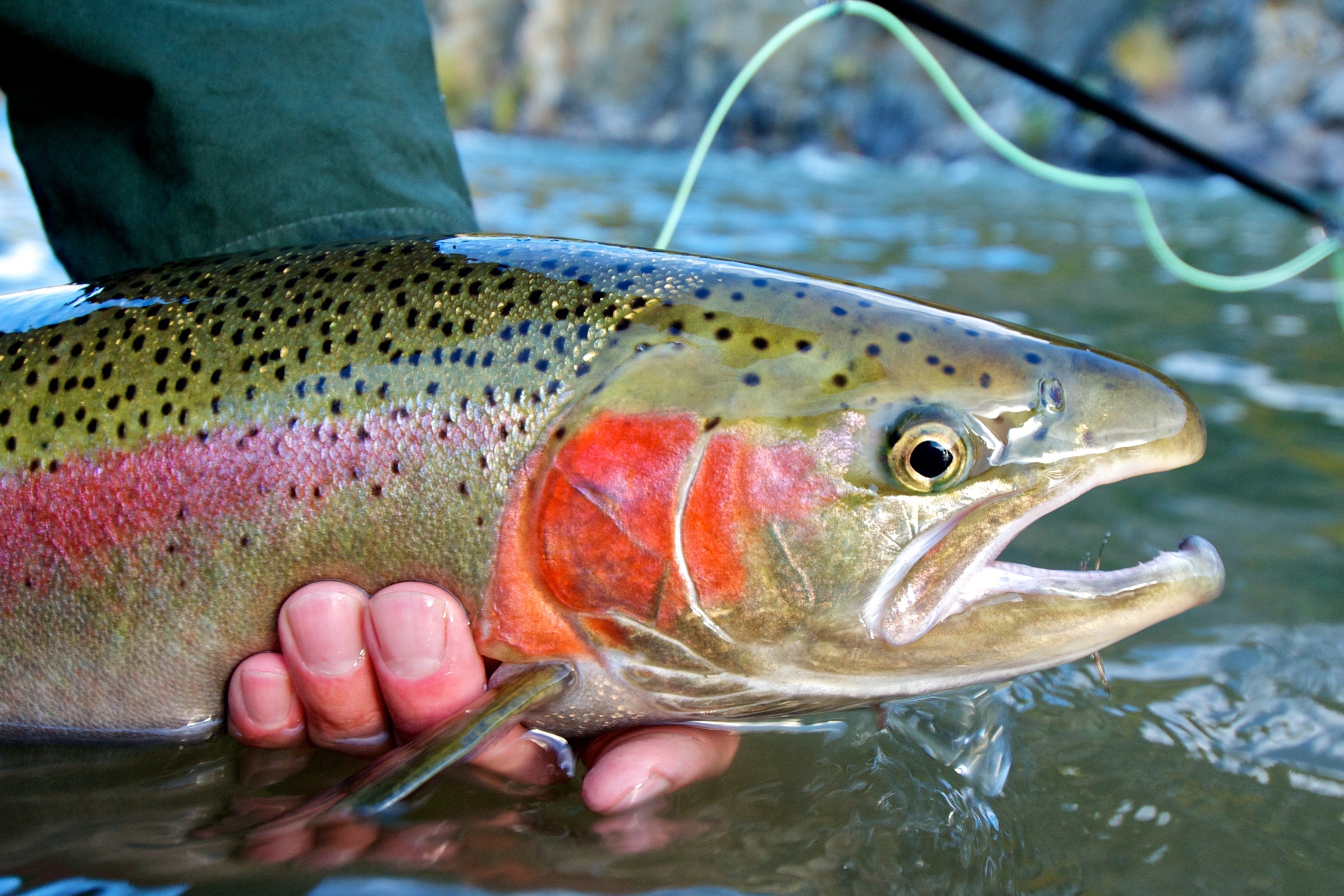 How Seeking Guidance Can Transform Your Fly Fishing Skills