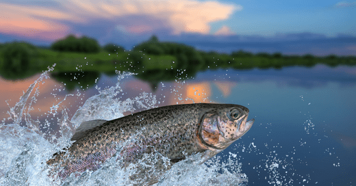 Discover Trout Hotspots at Ladybower Reservoir - SKB Fishing Gear
